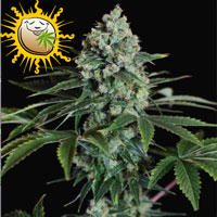 An image of Speed Haze