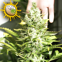 An image of THC Autofloreciente