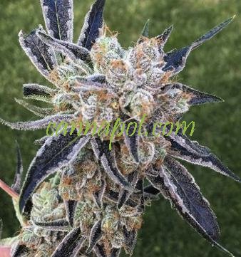 An image of Alien OG