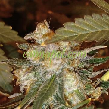 An image of Chocolate OG