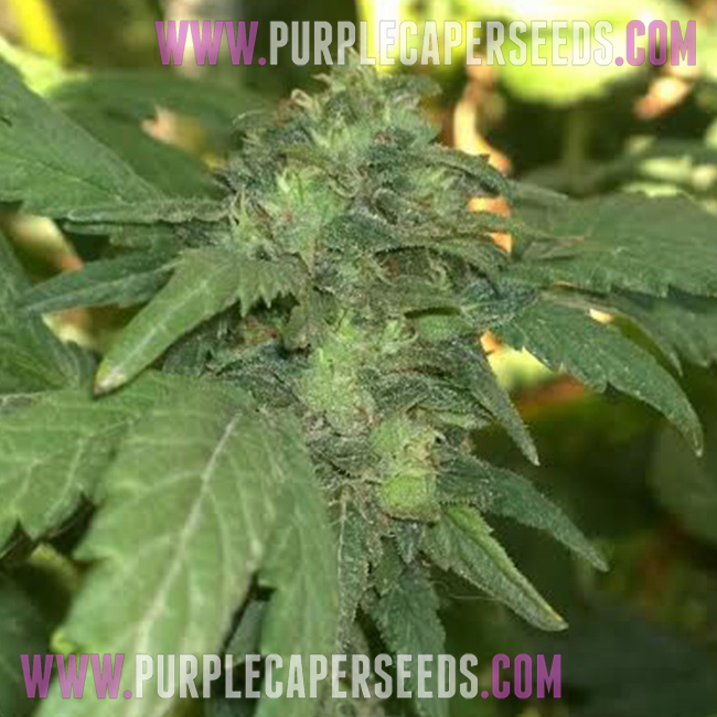 An image of Girl Scout Cookie