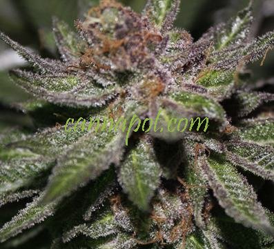 An image of Granddaddy BX