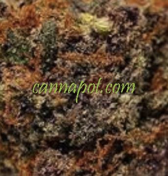 Grape SEED 1〜26 / 12〜26 Amazon.com : QAUZUY GARDEN 70 Purple Finger Grape Seeds