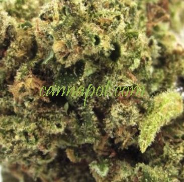 An image of Key Lime Zkittlez