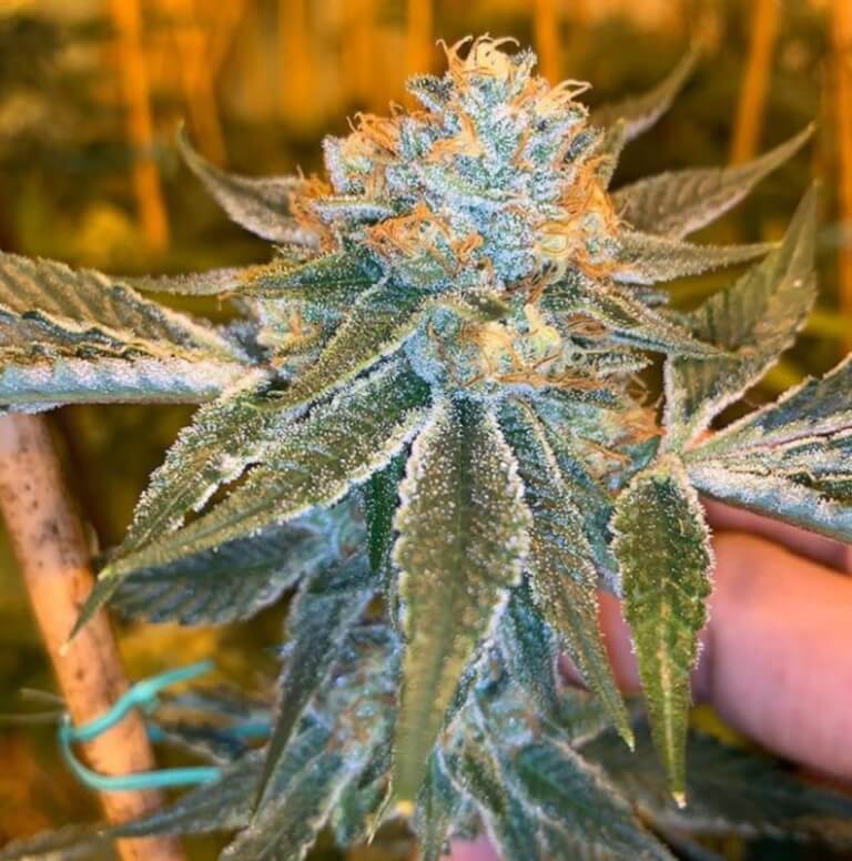 An image of Brrr Berry OG x Strawnana
