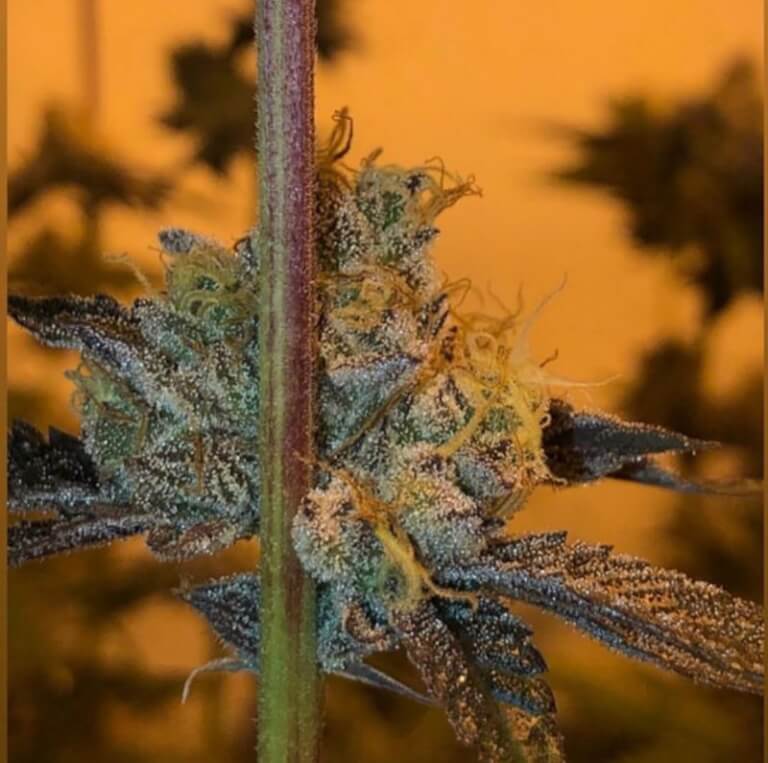 An image of GMO x Strawnana