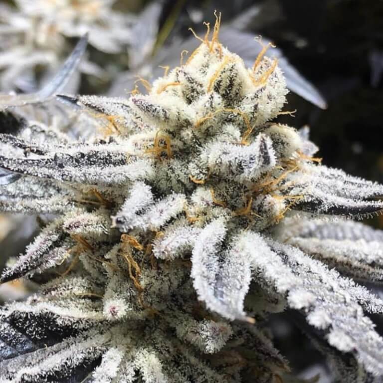 An image of Gelato 33 x Purple Punch