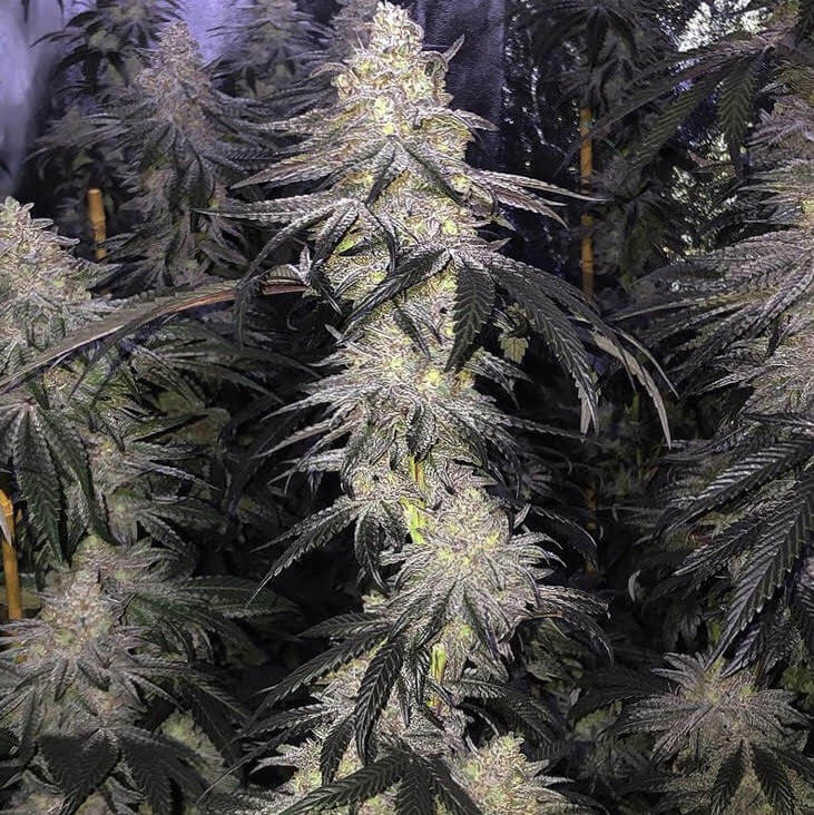 An image of Kush Mints x Strawnana