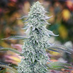 An image of Watermelon Zkittlez