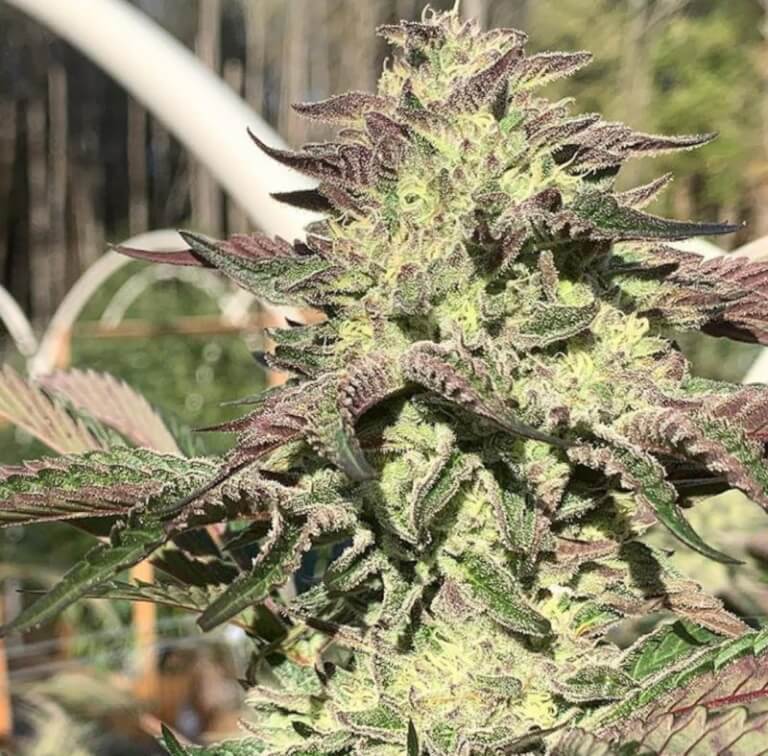 An image of Wedding Cake x F1 Durb x Gushers
