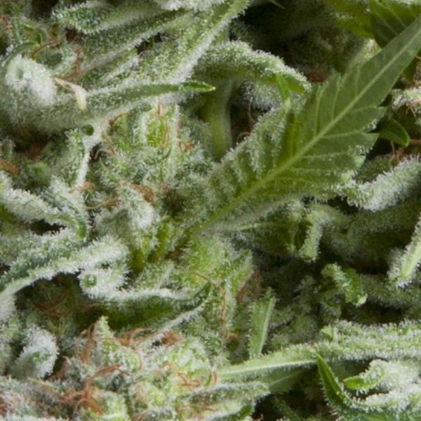 An image of Auto Alpujarreña