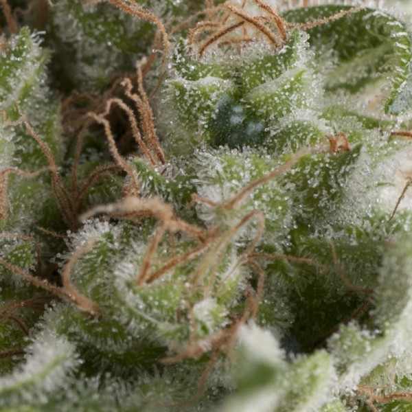 An image of Auto American Pie