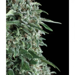 An image of Auto Osiris