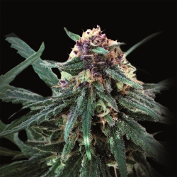 An image of Auto Purple