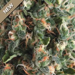An image of Auto Super OG Kush