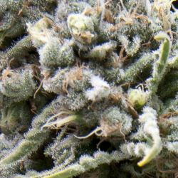 An image of Auto White Widow CBD
