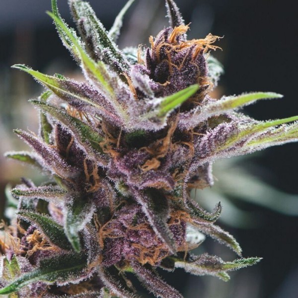 An image of Black Cherry Punch