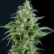 An image of Kryptonite