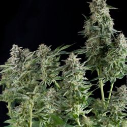 An image of Northern Lights CBD