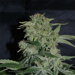 An image of Super Hash