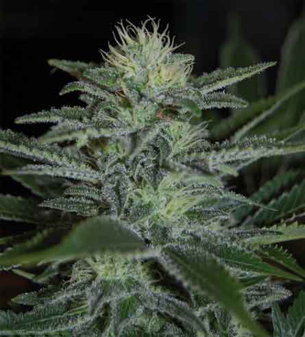 An image of White Widow