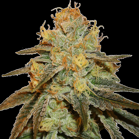 An image of Bruce Banner Fast Version