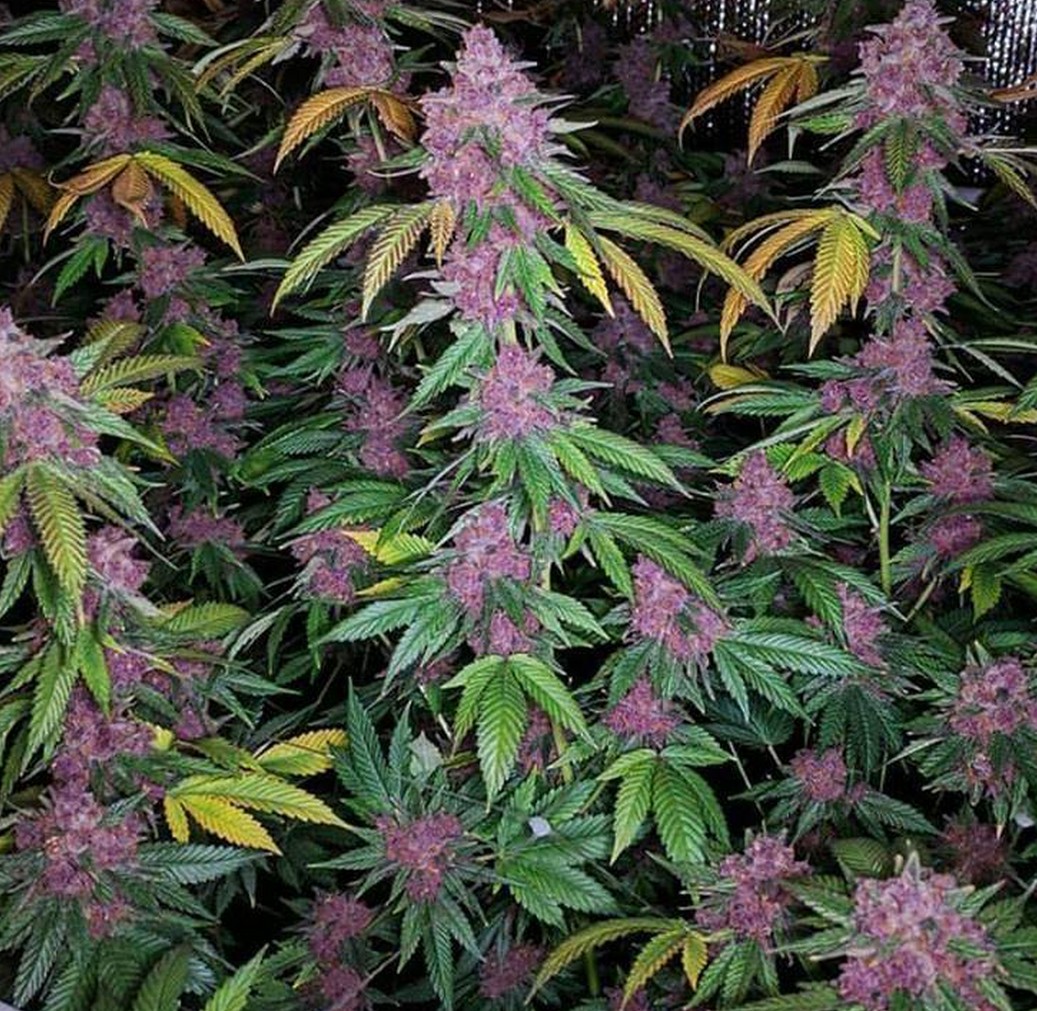 An image of Quebec Purple bud