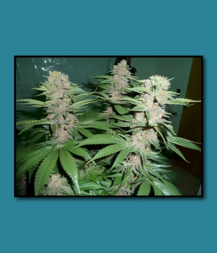 An image of Bubba Doja