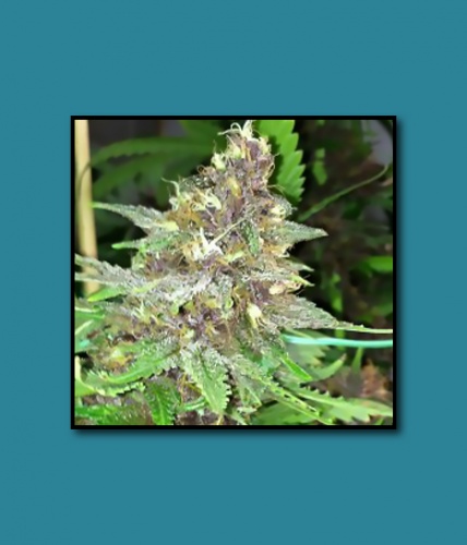 An image of D.P.D. x Loompa Headband