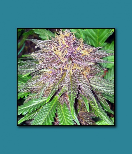 An image of Triple Purple Doja