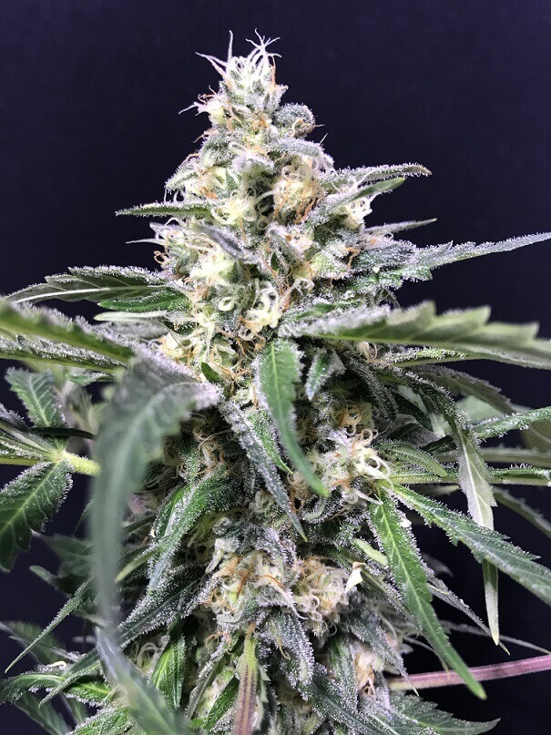 An image of Amnesia Amazon Haze