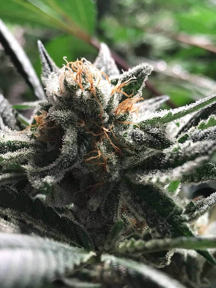 An image of Critical Jack-Condor