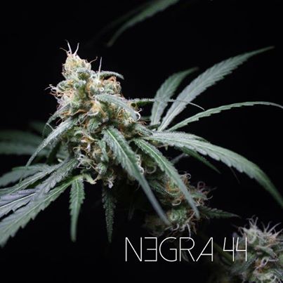 An image of Negra 44