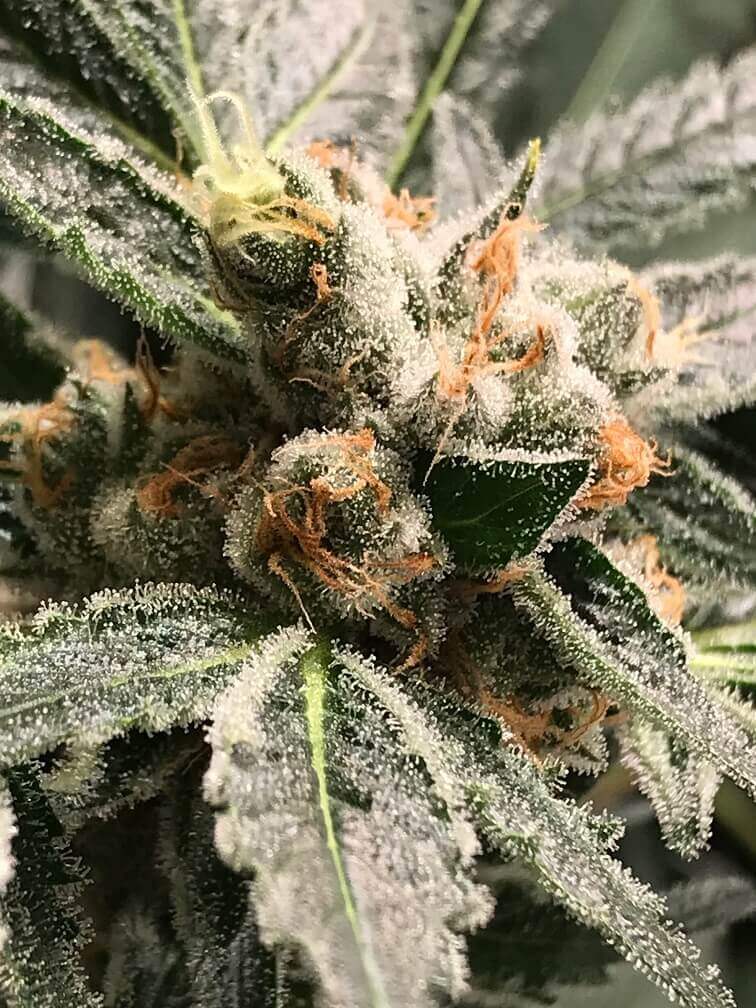 An image of OG Kush Dark Kush