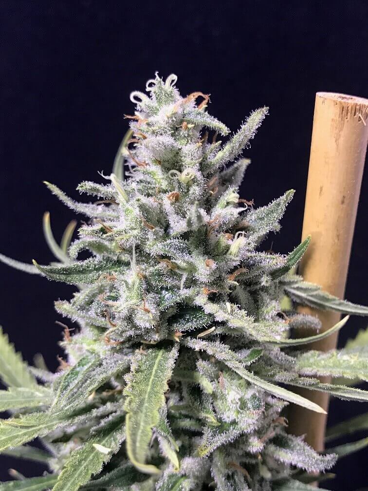 An image of Super Skunk Thunderstorm