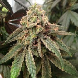 An image of BlHzBl x Romulan