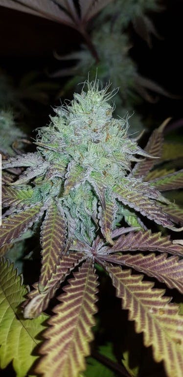 An image of Double Bubble Haze CBD
