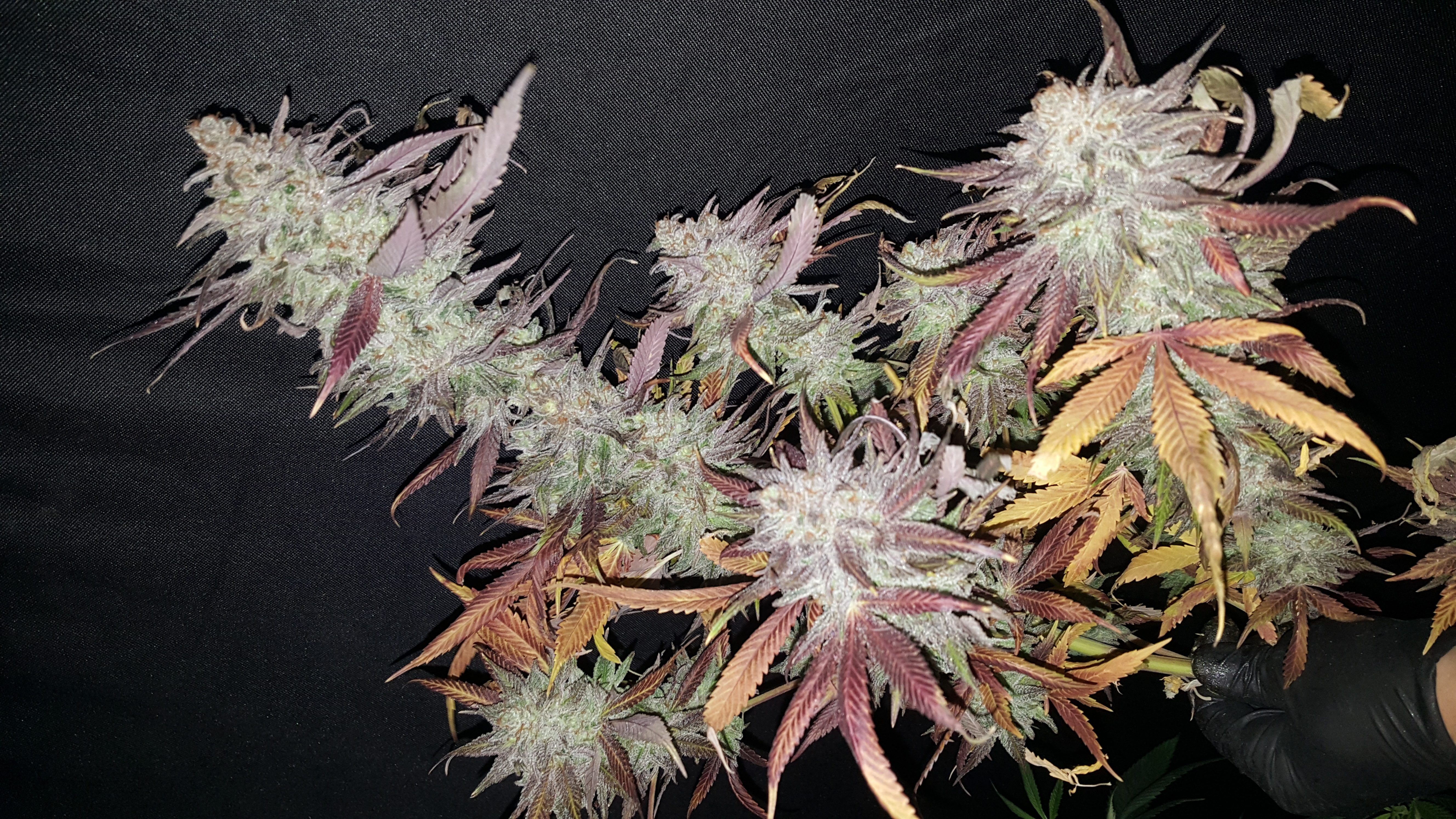 An image of Strawberry Icecake