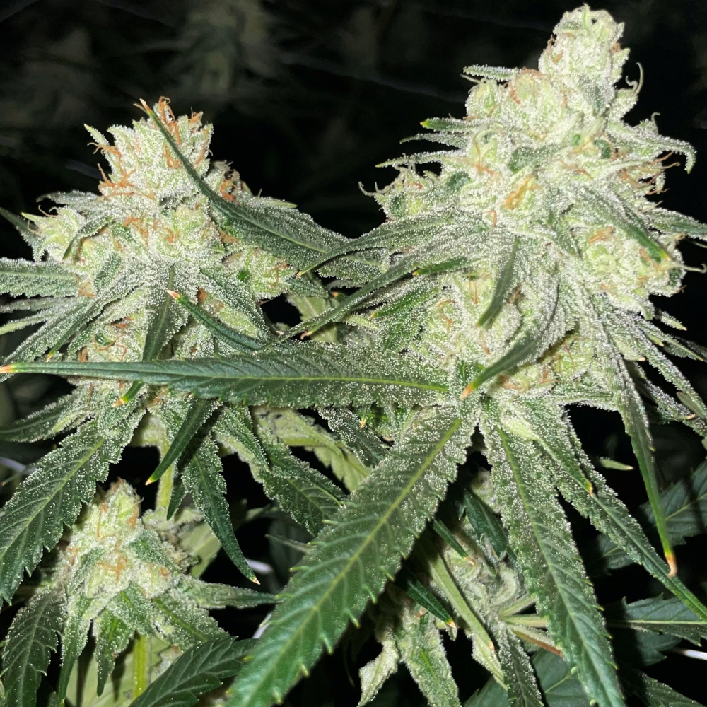 An image of Scott’s Haze