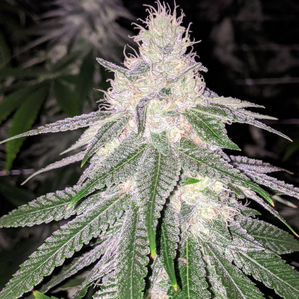 An image of Purple Hashplant Haze