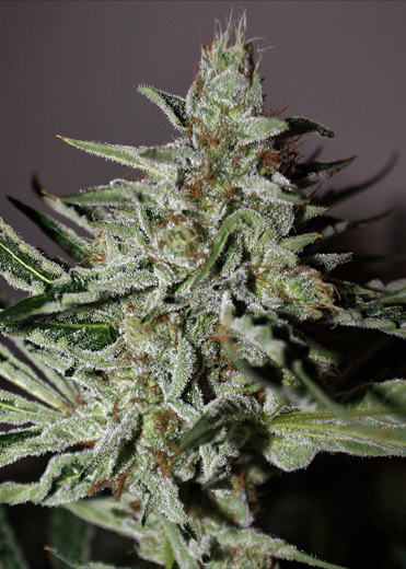 An image of Afghan Ghost