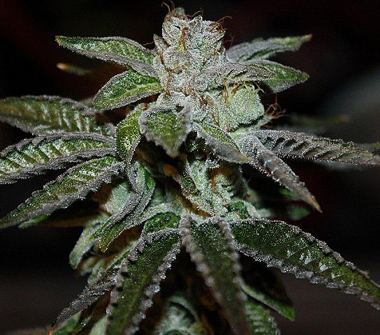 An image of Afghan Poison
