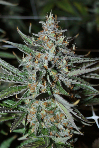 An image of Bubba's Trainwreck Haze #1
