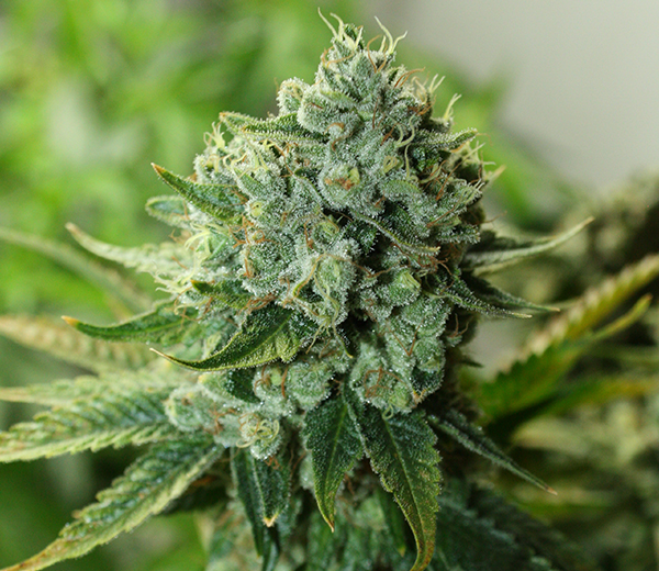 An image of Buford OG
