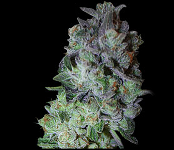 An image of Chem OX