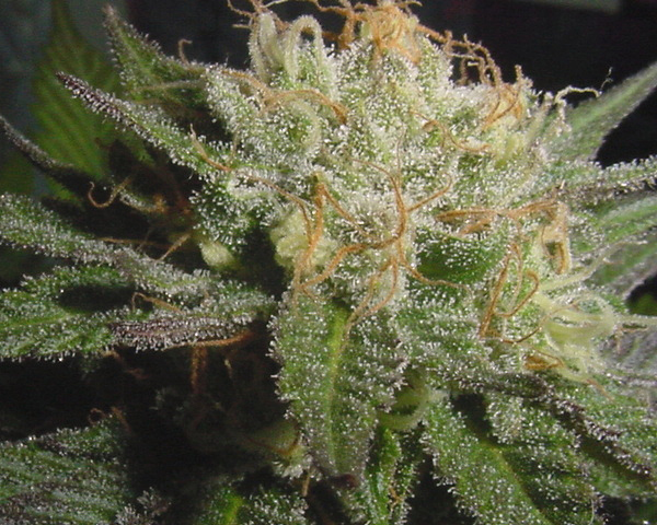 An image of Ft Collins Cough Trainwreck Haze 
