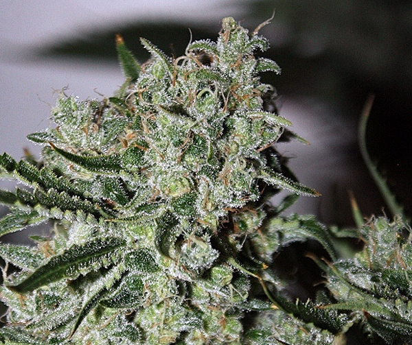 An image of Ghost Train Haze #5
