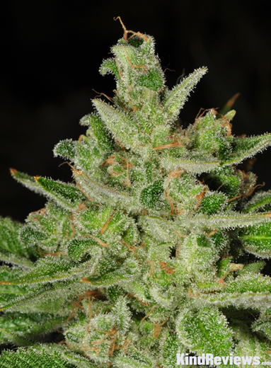 An image of Ghost Train Haze #9