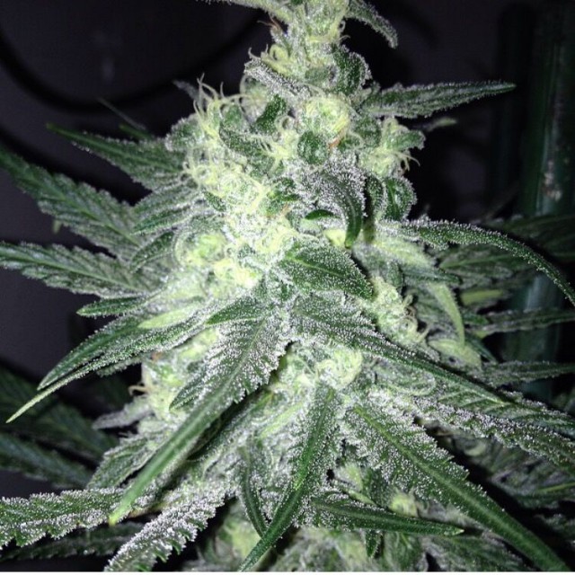 An image of Moonshine Haze x Ghost Train Haze #1