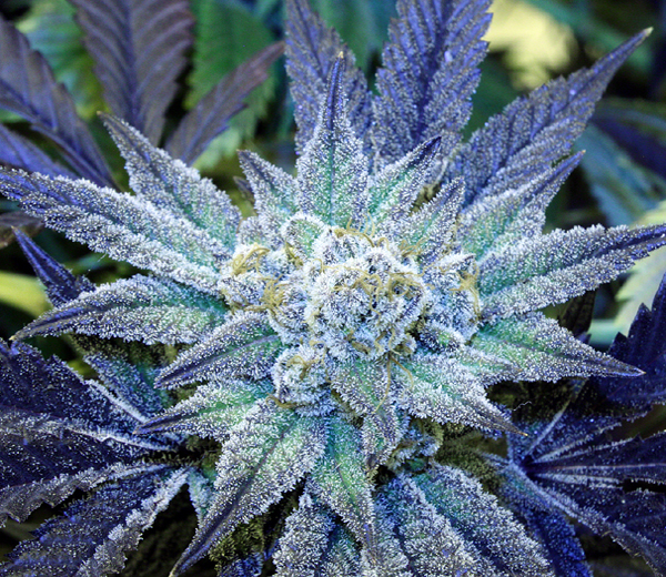 An image of Night Terror OG